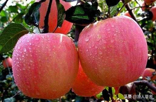 烟台十大农产品,烟台具有特色的农产品