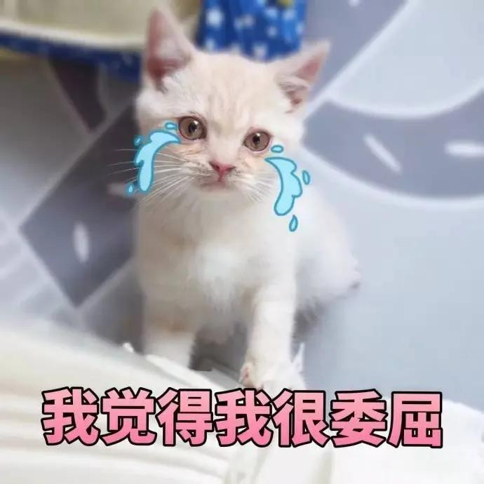 “煮了几天饭后,我在米缸里挖到了猫屎...”