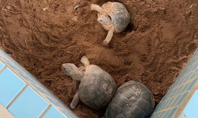 如何养龟可以让乌龟苗长得越快,如何养好刚出壳的精品龟苗