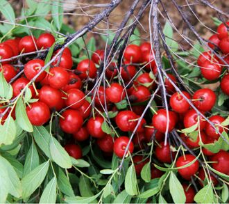 藏在农村的天然钙果有哪些,农村有一种酸溜溜的野果