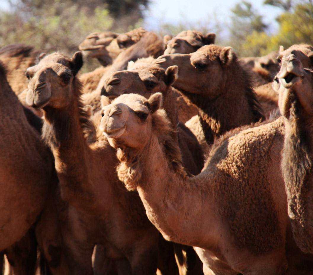 为什么在沙漠里要小心骆驼的尸体,为什么在沙漠里见到死骆驼不能碰