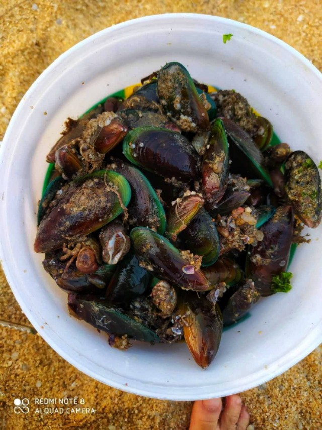 惠州檀悦豪生度假酒店附近赶海,2024年惠州赶海的最佳地方