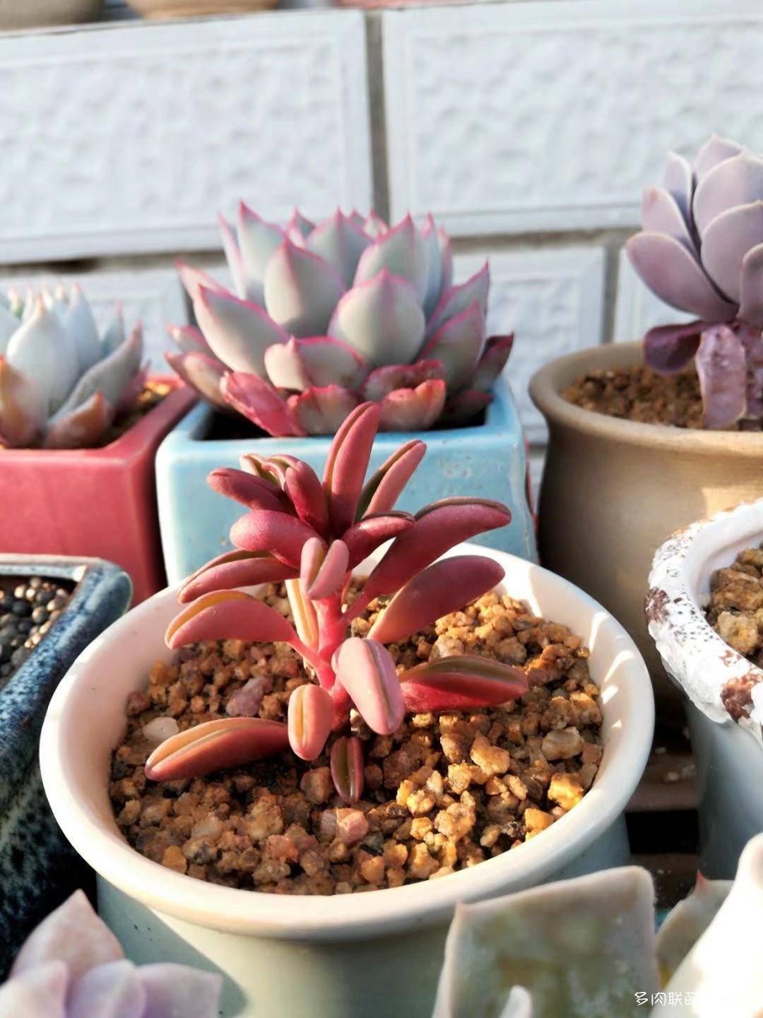 这才是多肉夏天该有的样子,多肉短期内颜值最高的时刻