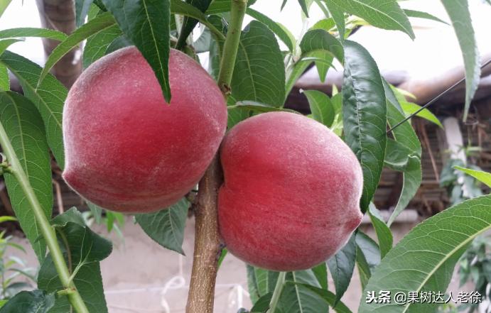 大棚桃怎么提高品质,种大棚桃子有前景吗