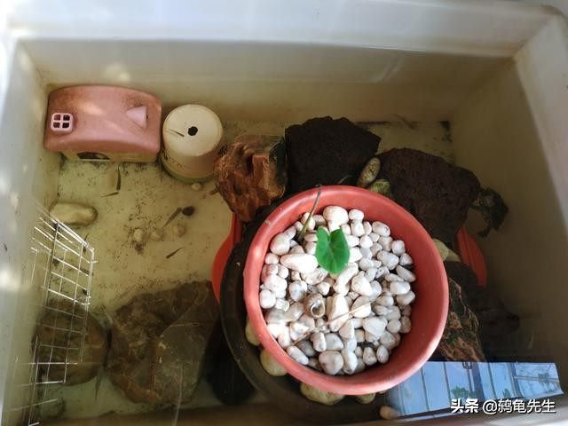 恒温箱养龟怎么冬眠,恒温养龟怎么降温冬眠