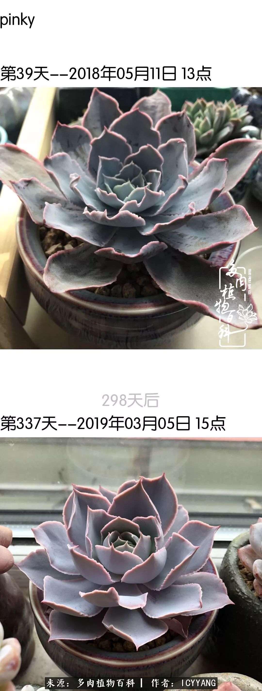 多肉隔着玻璃晒太阳效果好吗,隔着玻璃养的多肉照样长得好