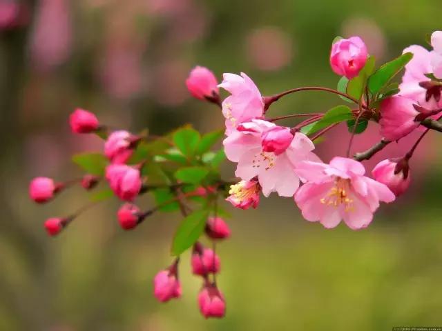 一次性摘各种各样的水果,一次性种很多草莓会怎么样