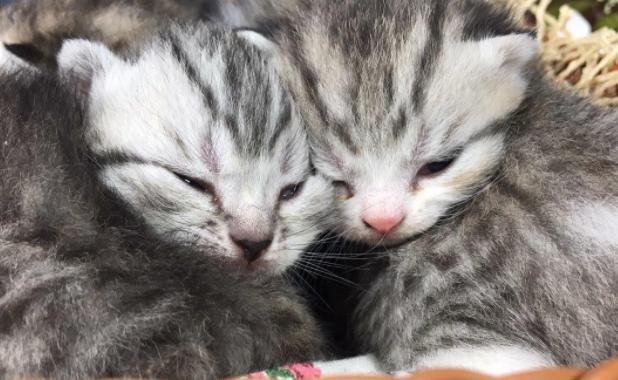 怎样买到纯血统美短,买纯种英短