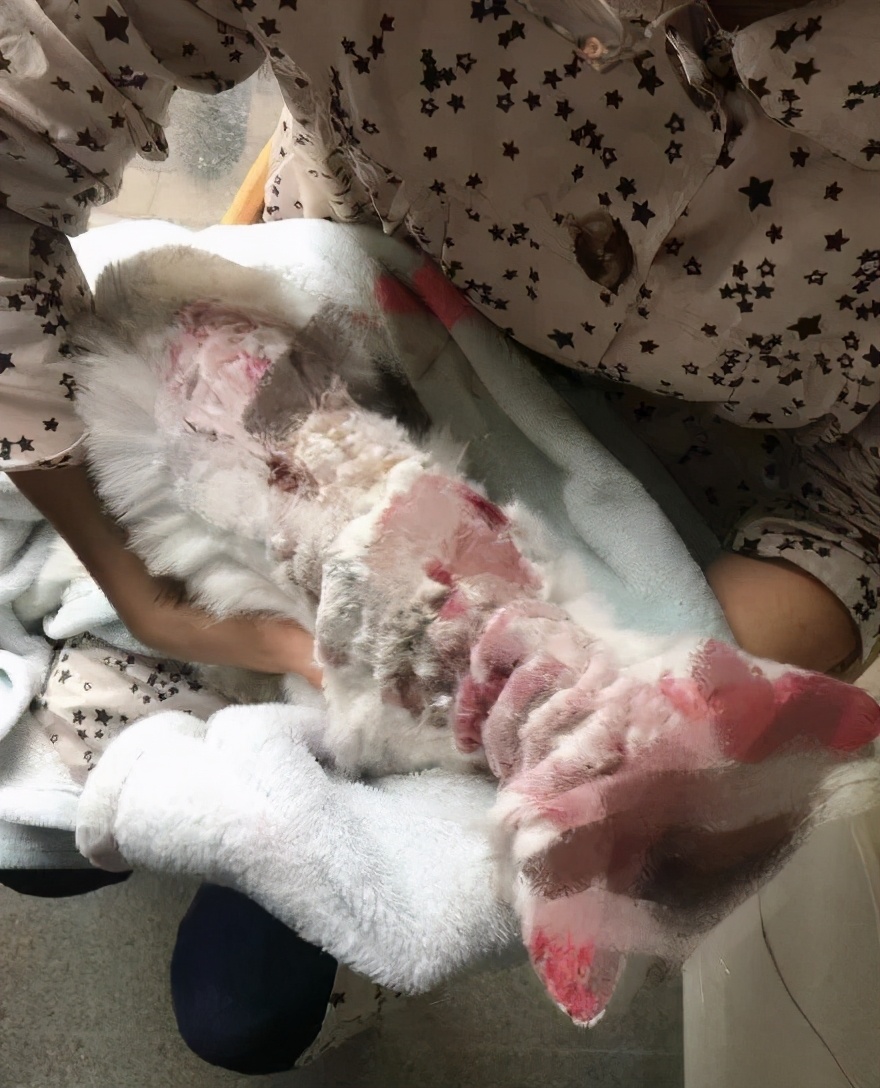 丢掉女朋友养了2年的猫,女朋友要求丢掉养了3年的猫