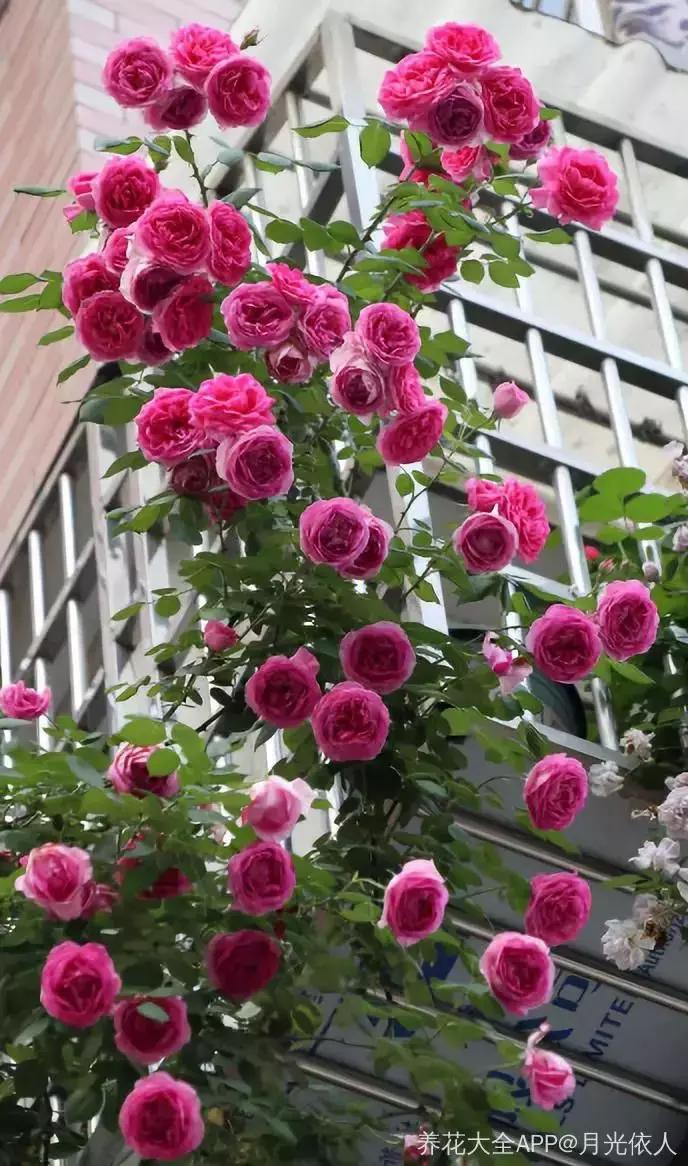 五月份被公认阳台最好养的10种花,喜阴耐旱适合室内养的50种花