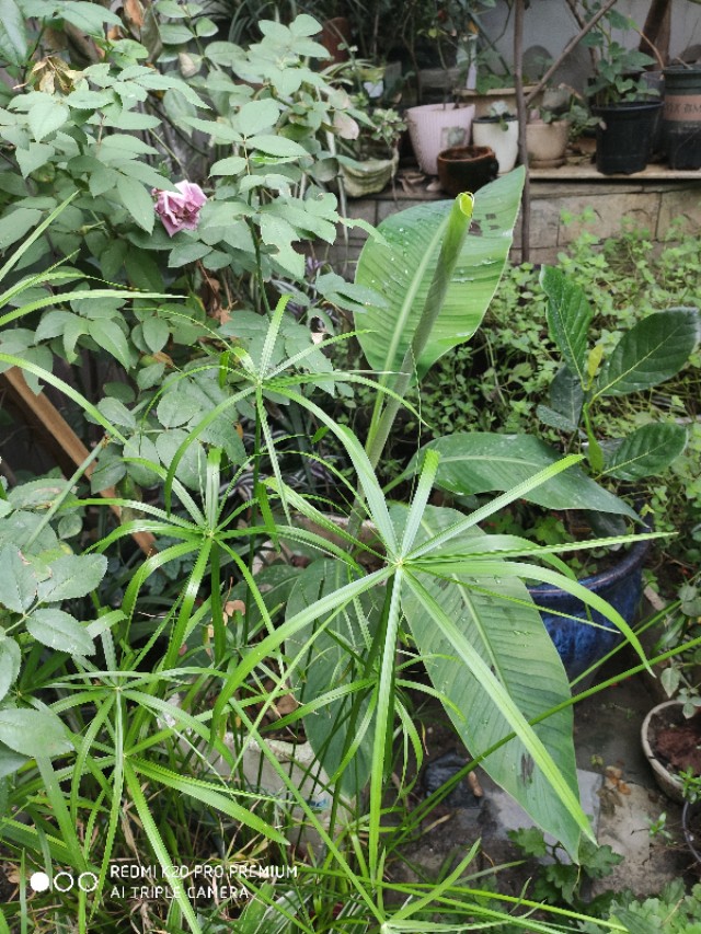 屋顶花园的香蕉种植技术,香蕉如何种植短视频