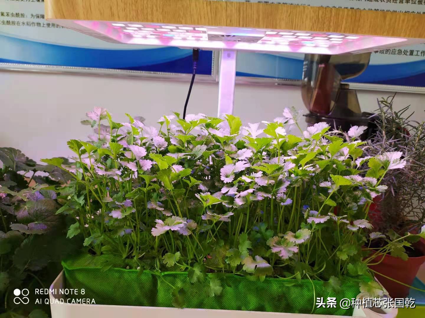 种植机怎么样,种植机种植蔬菜