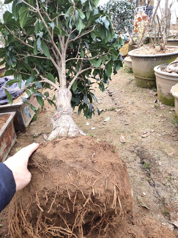 刚买的桂花叶子枯萎怎么挽救,如何挽救落叶的桂花