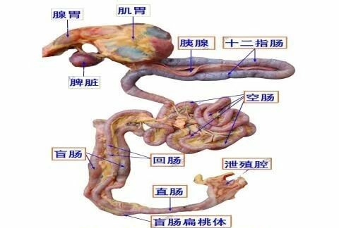 肉鸡养殖各个阶段用药流程,肉鸡养殖防治