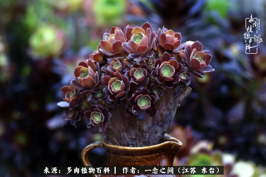 遇见花开蓝莓糖,遇见花开蔬菜沙拉酱