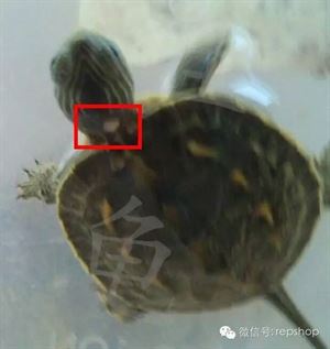 乌龟常见疾病与防治方法,乌龟常见疾病