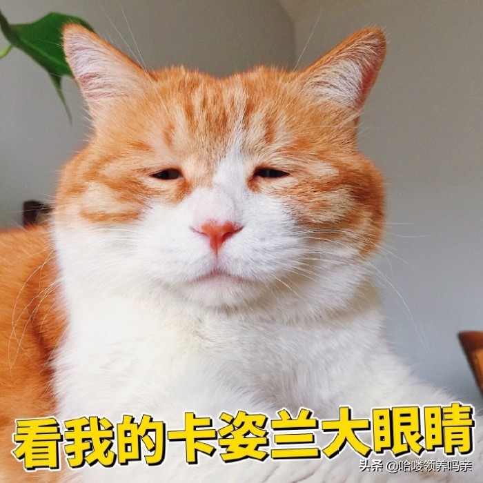猫咪乳糖不耐受吃什么猫粮,猫咪不爱喝奶该如何解决