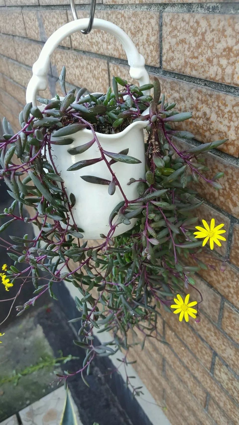 八种好看又好养的多肉，看看你家养了几种？