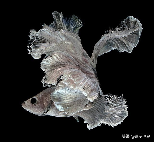 泰国宣布暹罗斗鱼为“国鱼”*旗国**鱼身价百倍