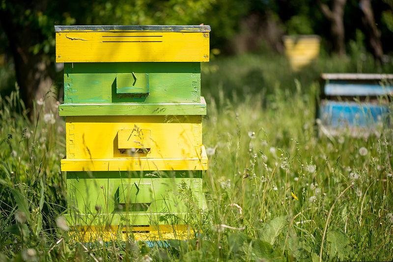 蜜蜂养殖技术交流培育蜂王,蜜蜂继箱培育蜂王怎么样
