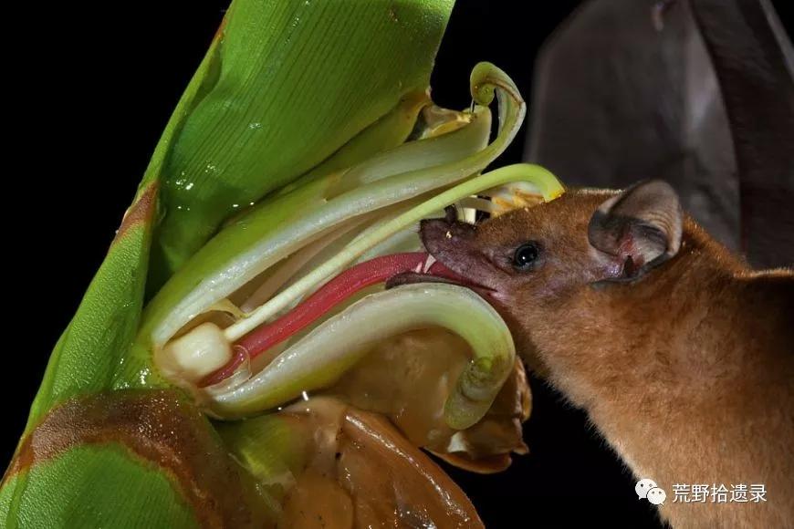 为什么不把蝙蝠除掉,蝙蝠带病毒为啥不把蝙蝠给灭绝