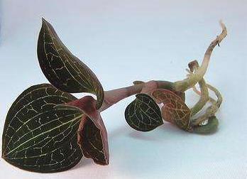 血叶兰与金线莲区别,金线莲血叶兰的养殖方法