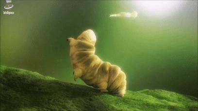 地球最强生物水熊坠落月球或幸存,地球最强的生物降临月球