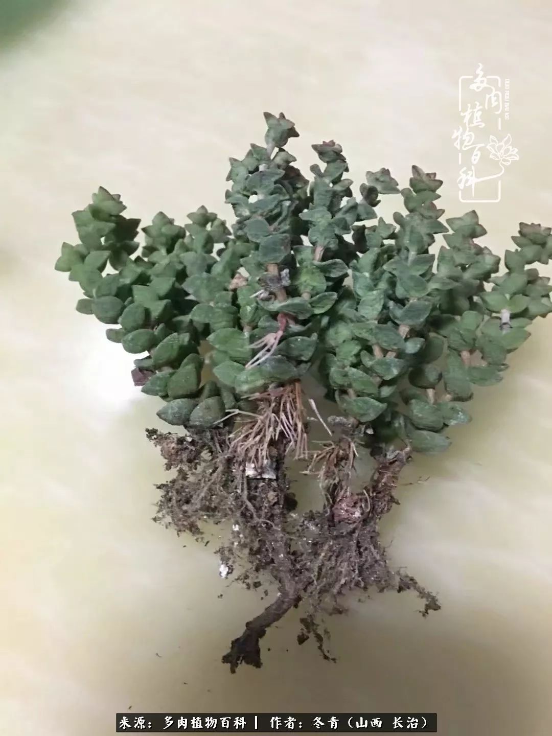 新手养多肉知道这4点打好基础,阳台上养多肉的正确方法