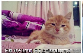 猫咪的爪子被脏了洗不掉怎么办,猫咪沾上苍蝇贴怎么清洗