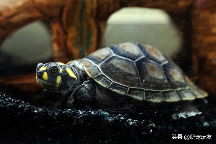 体型小的侧颈龟有哪些,十大外形奇特乌龟