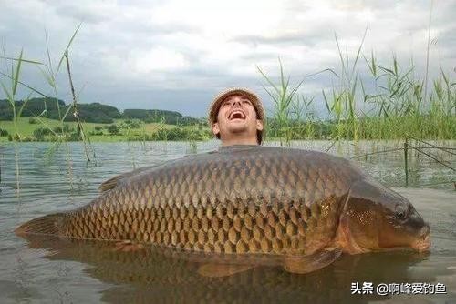 野钓用海竿钓巨物技巧,海竿中鱼率最高的野钓方法