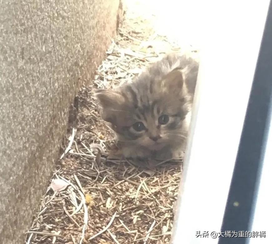 母猫离家出走留下小猫,母猫挪窝落下小猫