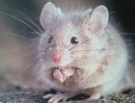 人鼠之叹主要讲的什么,人鼠之叹的故事告诉我们什么道理