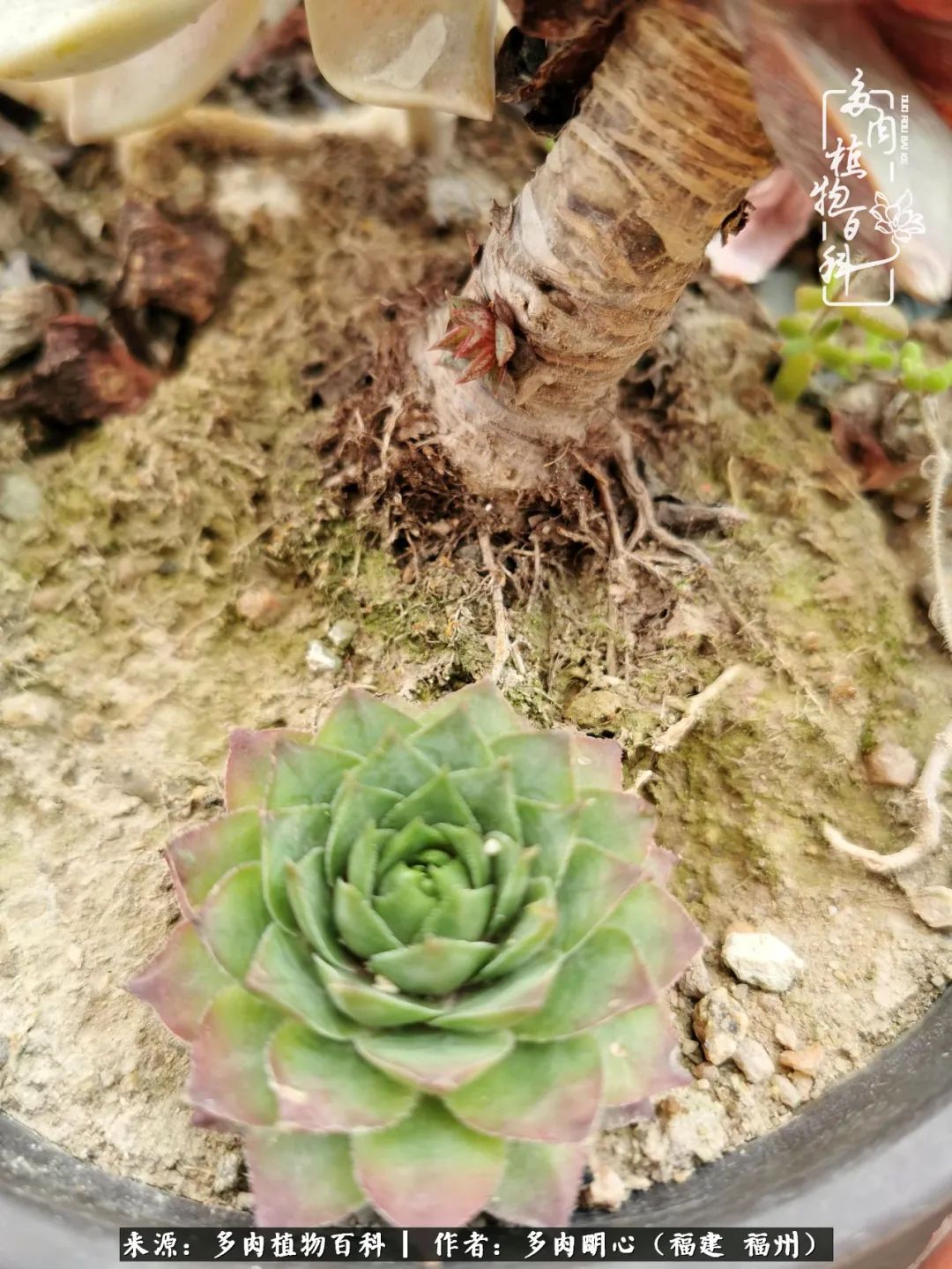 唯美雅致意境飘逸的多肉,蝶舞悠然多肉视频