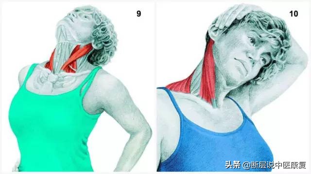 肌肉拉伸组图,最全的16种肌肉拉伸动作