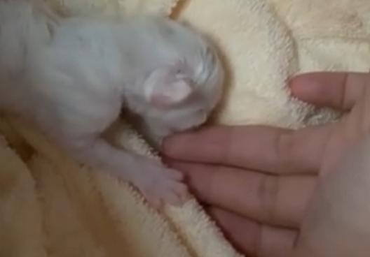刚出生的小猫咪太虚弱无法吃奶,猫咪生育生病小猫咪还能吃奶吗
