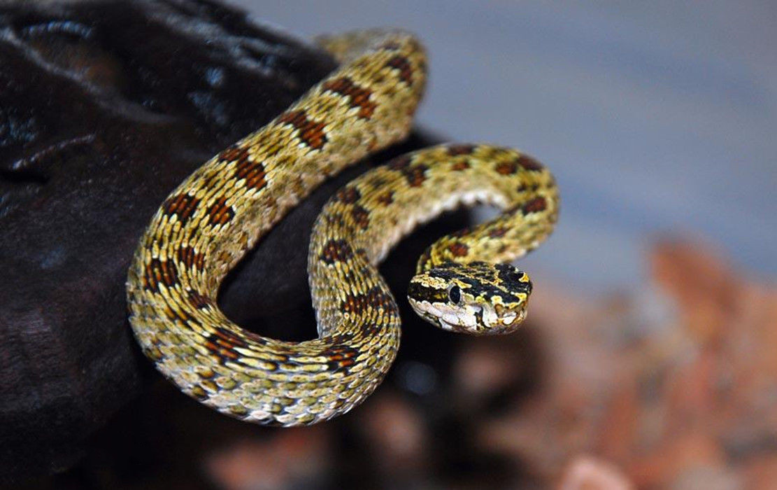 有毒蛇的蛇是真的吗,有毒蛇的小说大全