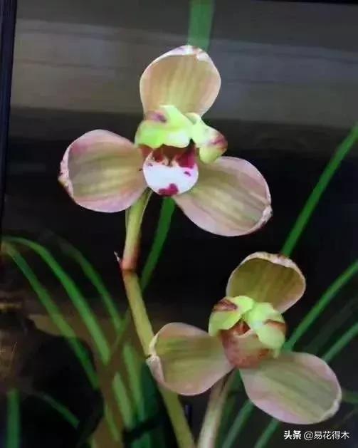 兰花春兰四大名品,兰花十大名品是哪些