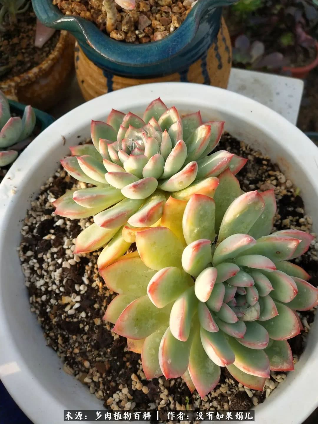 明人不说暗话，我为多肉而来！