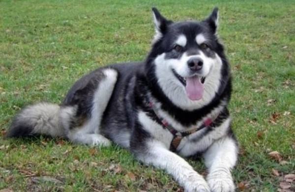 阿拉斯加雪橇犬有几种颜色,阿拉斯加雪橇犬是什么品种的狗