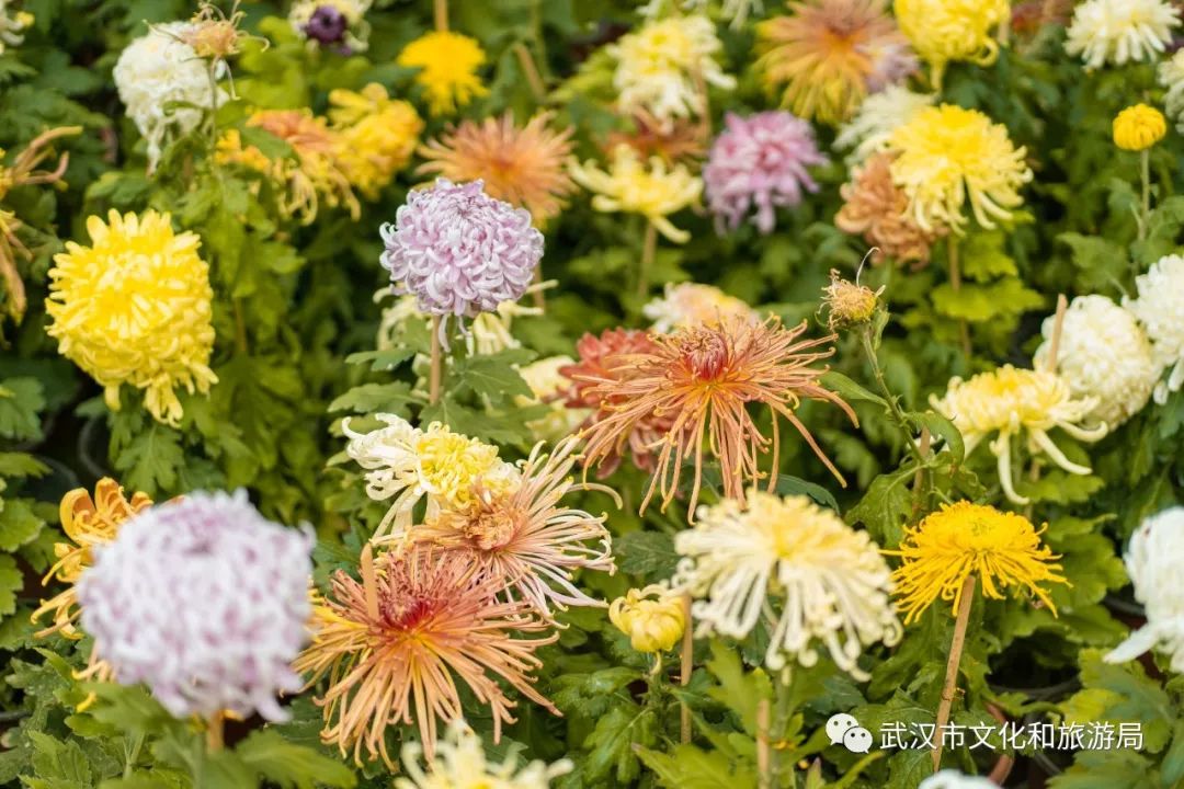 花点时间游黄陂,花点时间游武汉