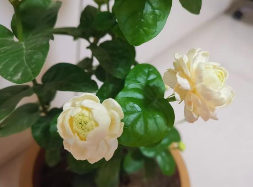 不会养文竹掌握4个方法枝叶翠绿,不会养花怎么学