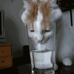 猫咪突然变得很爱喝水是什么原因,猫咪怎么突然变得爱睡觉了