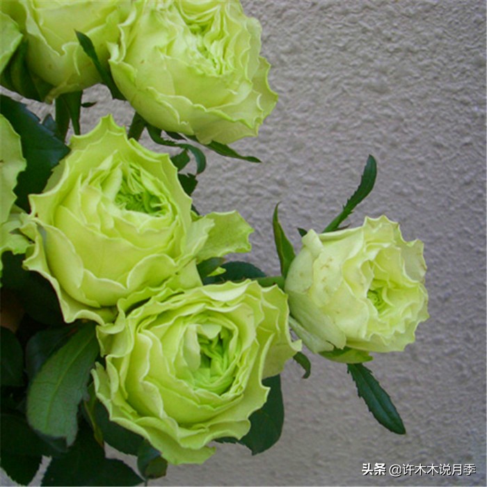 如何养月季花的技巧和施肥时间,月季怎么养开大花好看视频