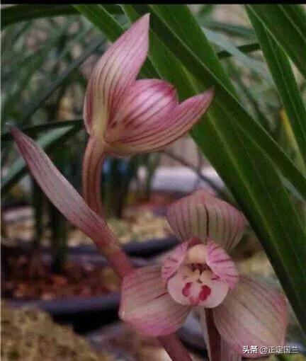 为什么兰花被称为国兰,为什么兰花又叫国兰