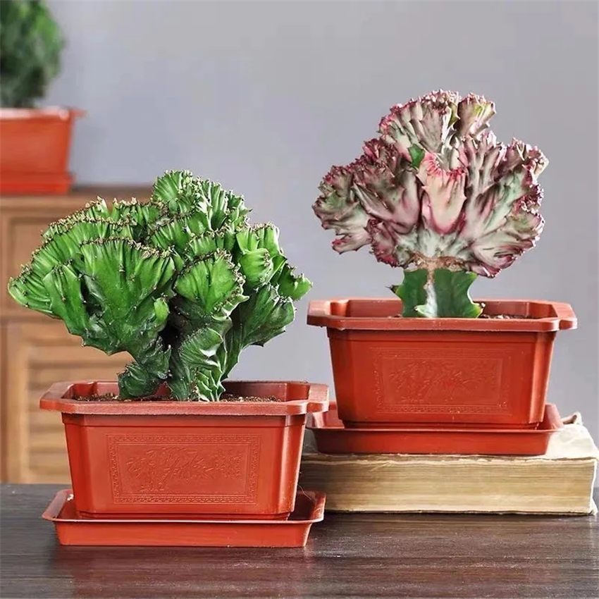 天然加湿器适合种什么绿植,空气加湿器种什么植物好