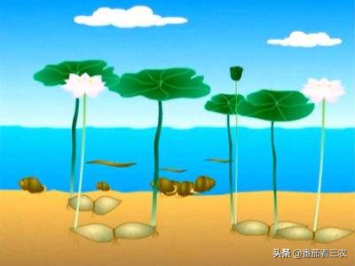 种莲藕为什么要放水蛭,藕田水蛭养殖技术和方法