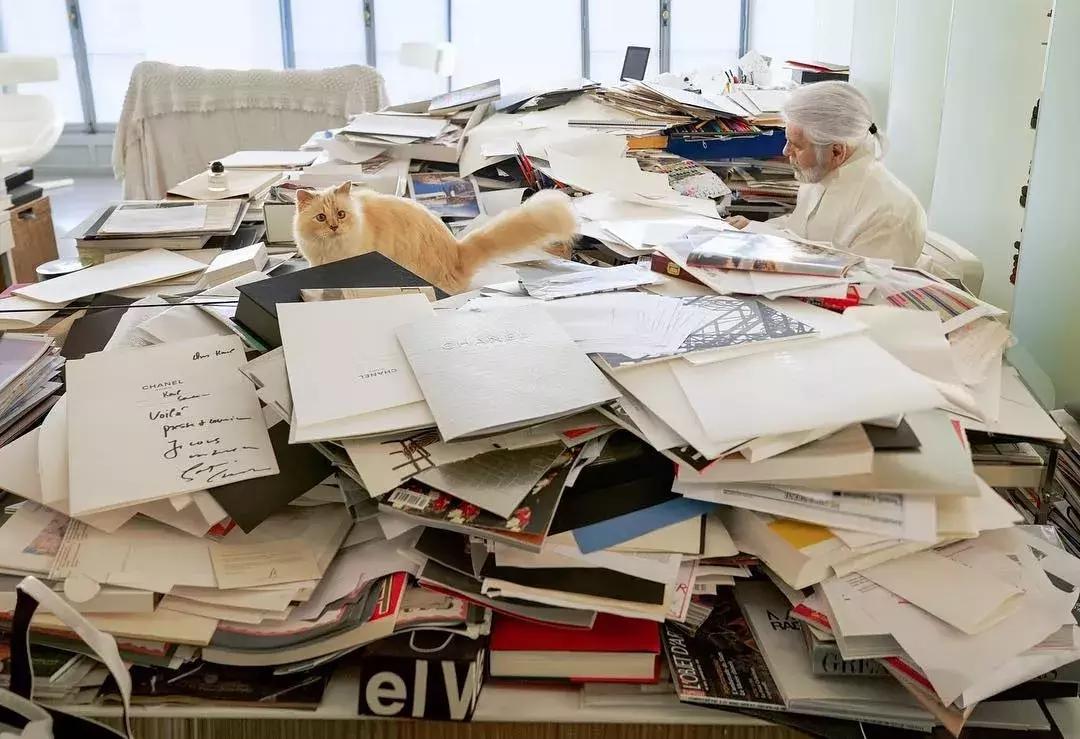 大熊猫一年可以赚钱几个亿,一只猫一年挣3000万