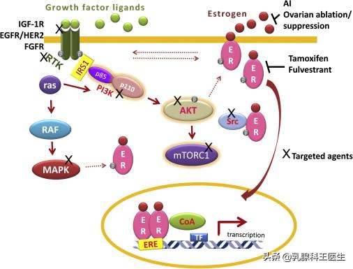 乳腺癌靶向治疗药物对肺癌有效吗,乳腺癌靶向药心脏毒性