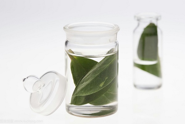 如何扦插金钱树成活率高,怎样扦插金钱树成活率高